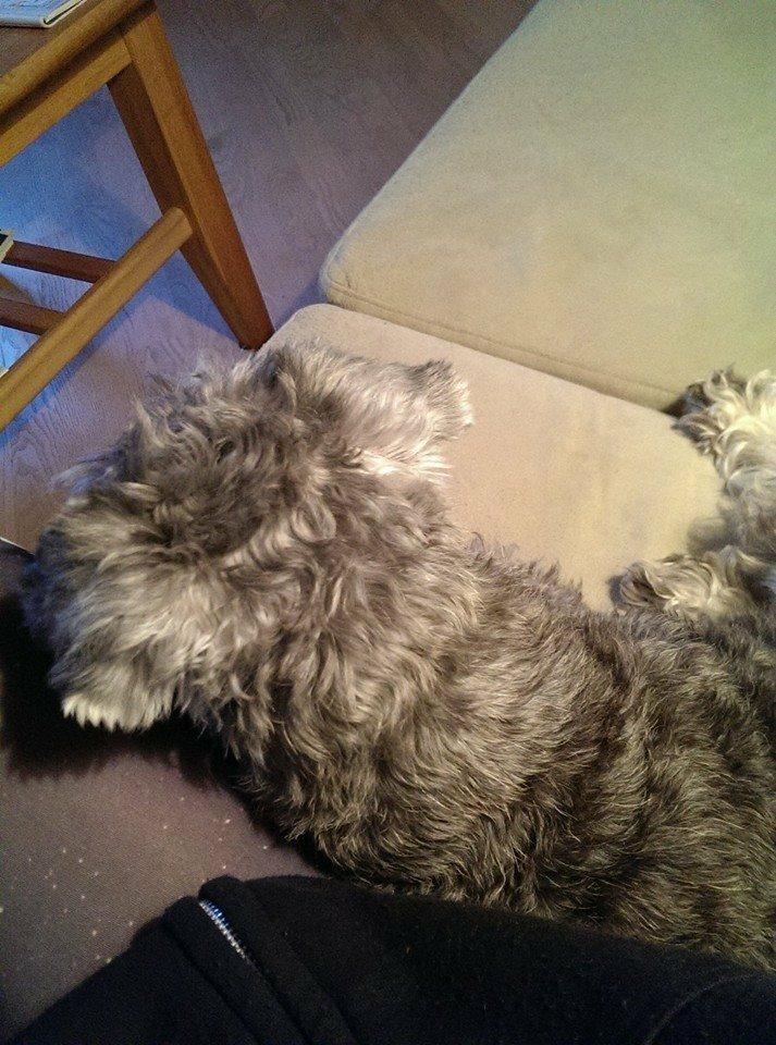 Dvaergschnauzer Præstekjær's Enjoyable Kazar billede 3