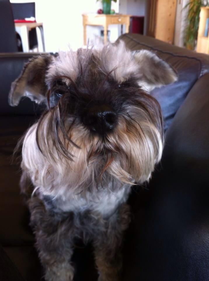 Dvaergschnauzer Præstekjær's Enjoyable Kazar billede 2