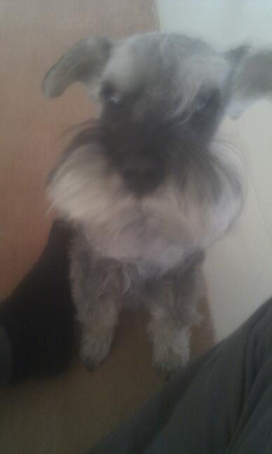 Dvaergschnauzer Præstekjær's Enjoyable Kazar billede 4