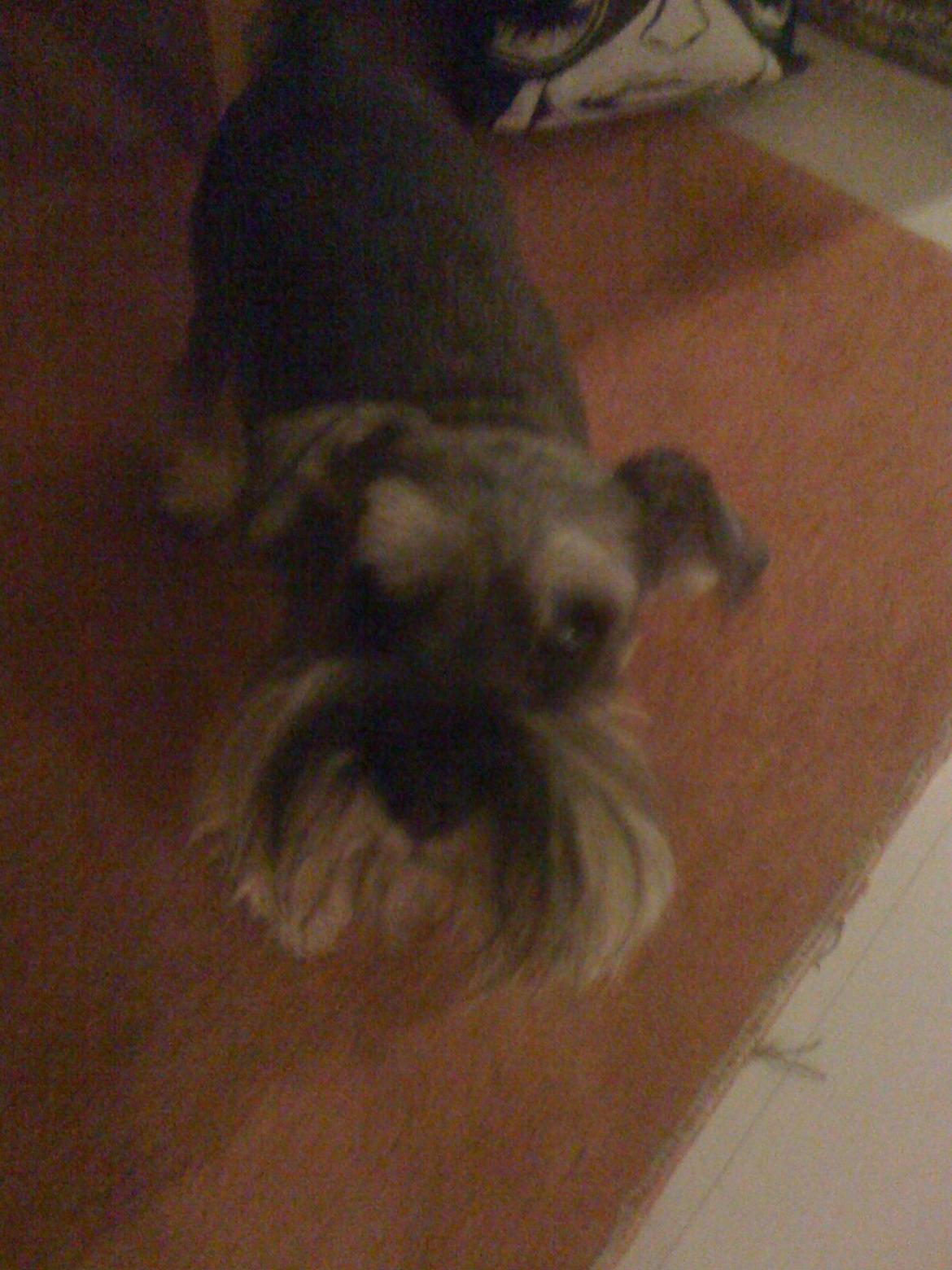 Dvaergschnauzer Præstekjær's Enjoyable Kazar billede 5