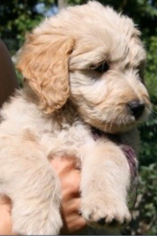 Blanding af racer *Bailey* (Goldendoodle) billede 2