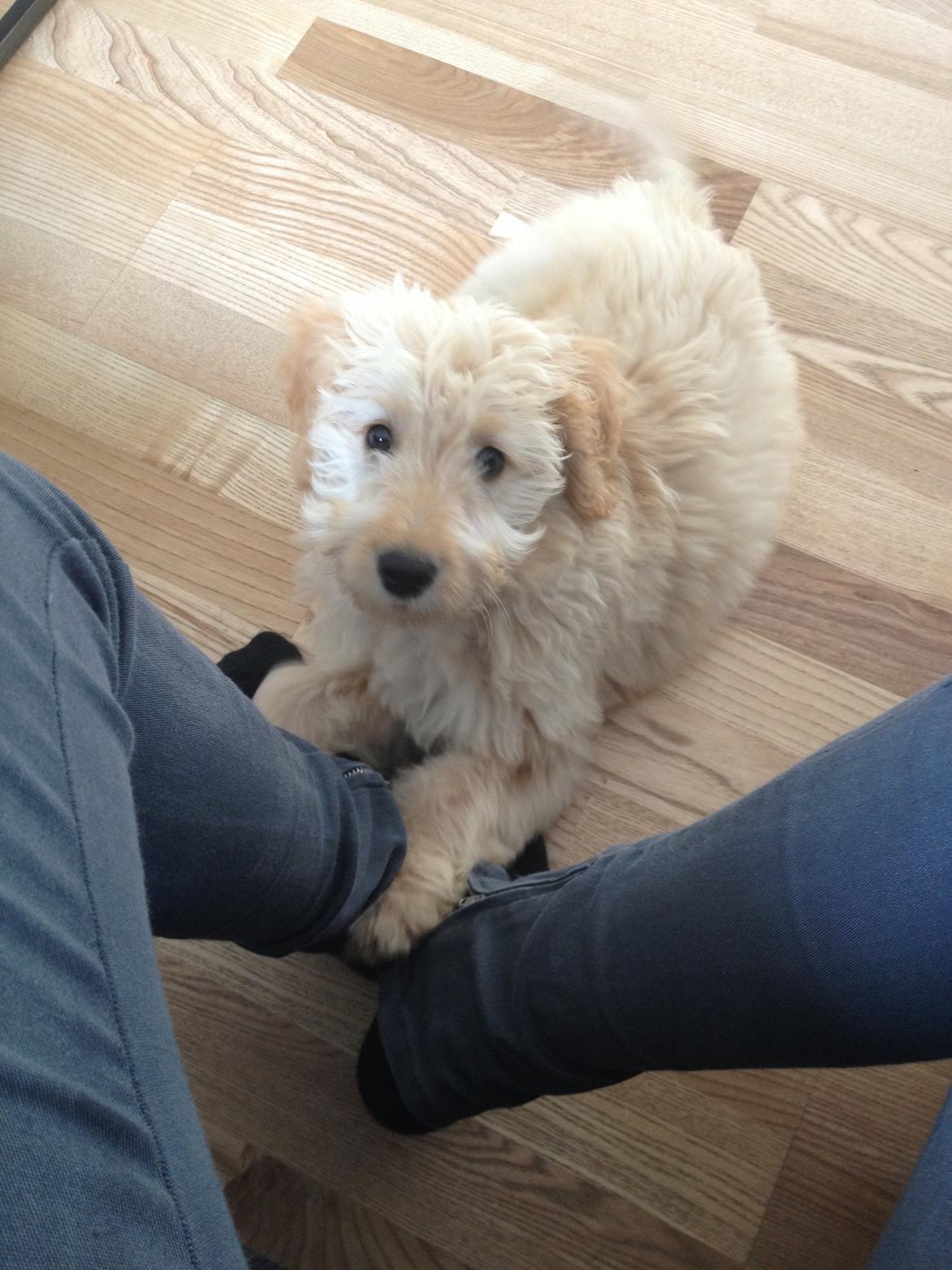 Blanding af racer *Bailey* (Goldendoodle) billede 3