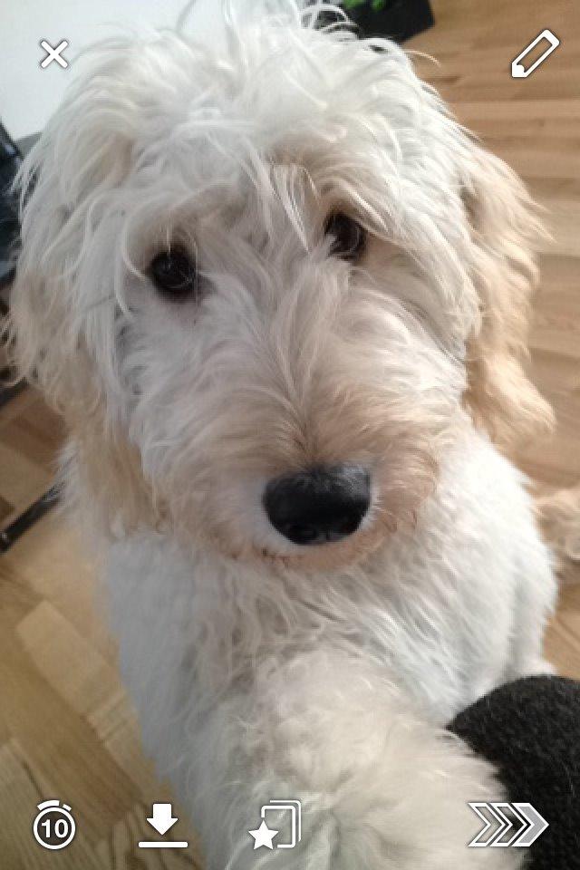 Blanding af racer *Bailey* (Goldendoodle) billede 4