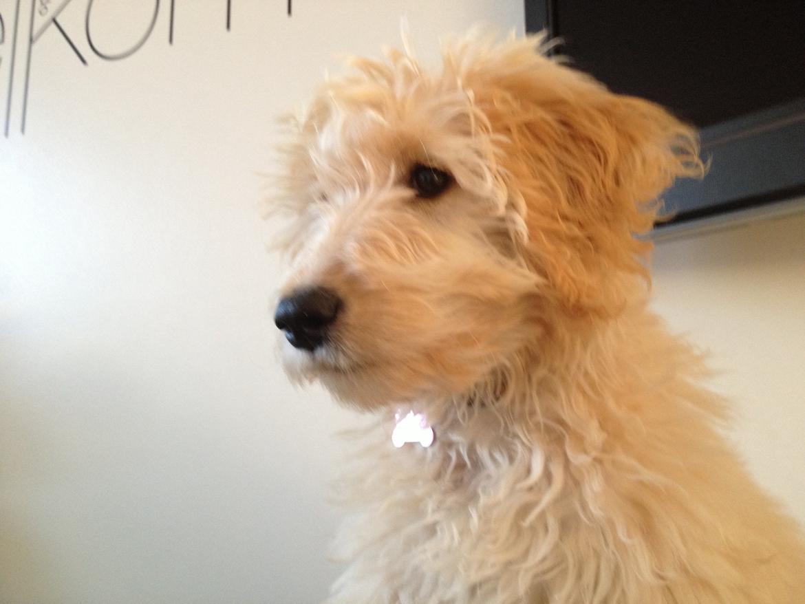 Blanding af racer *Bailey* (Goldendoodle) billede 5