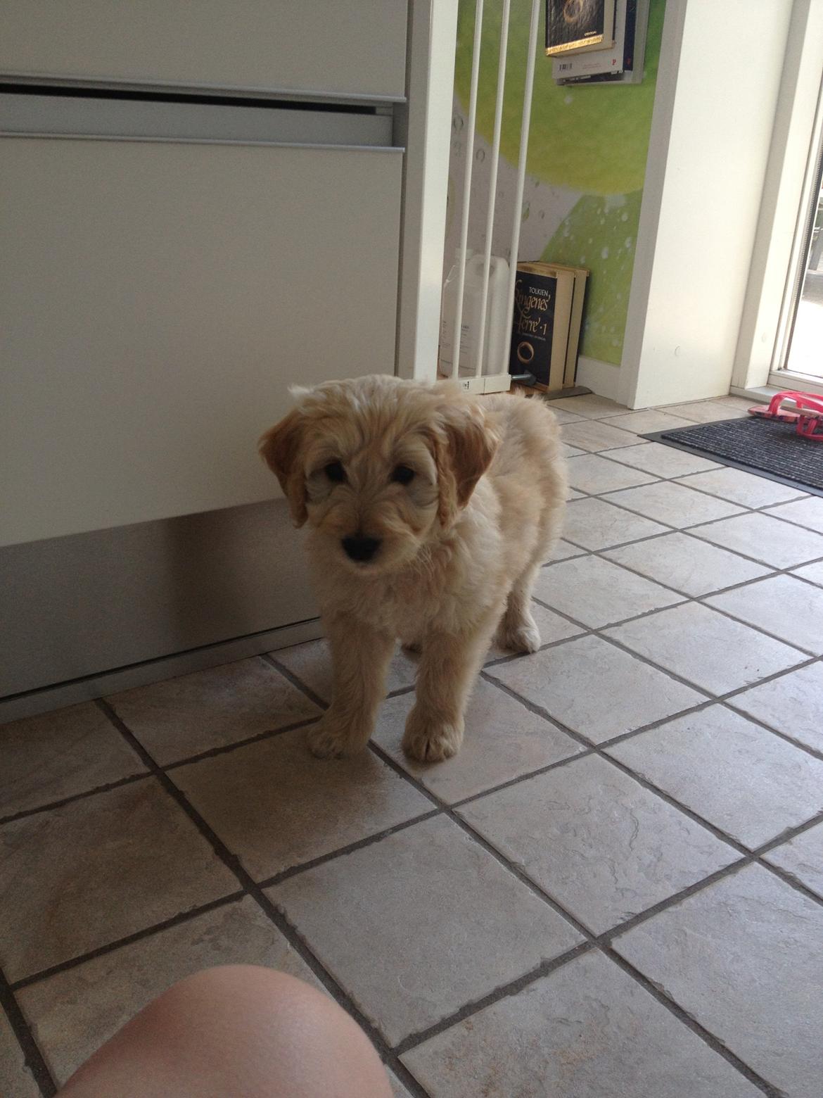 Blanding af racer *Bailey* (Goldendoodle) billede 6