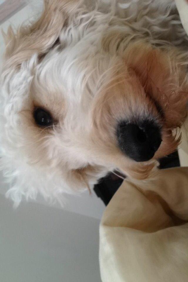 Blanding af racer *Bailey* (Goldendoodle) billede 7