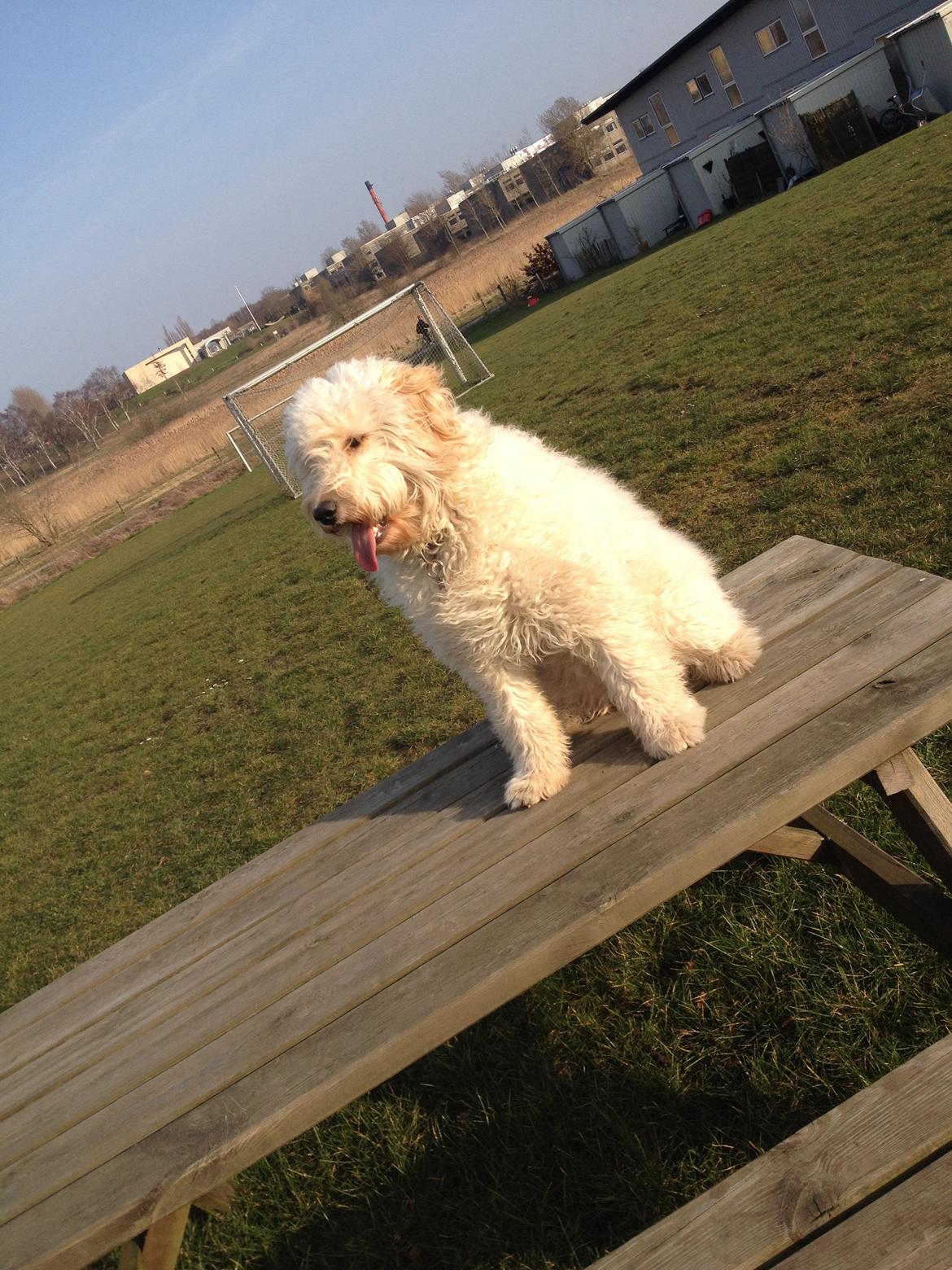 Blanding af racer *Bailey* (Goldendoodle) billede 8