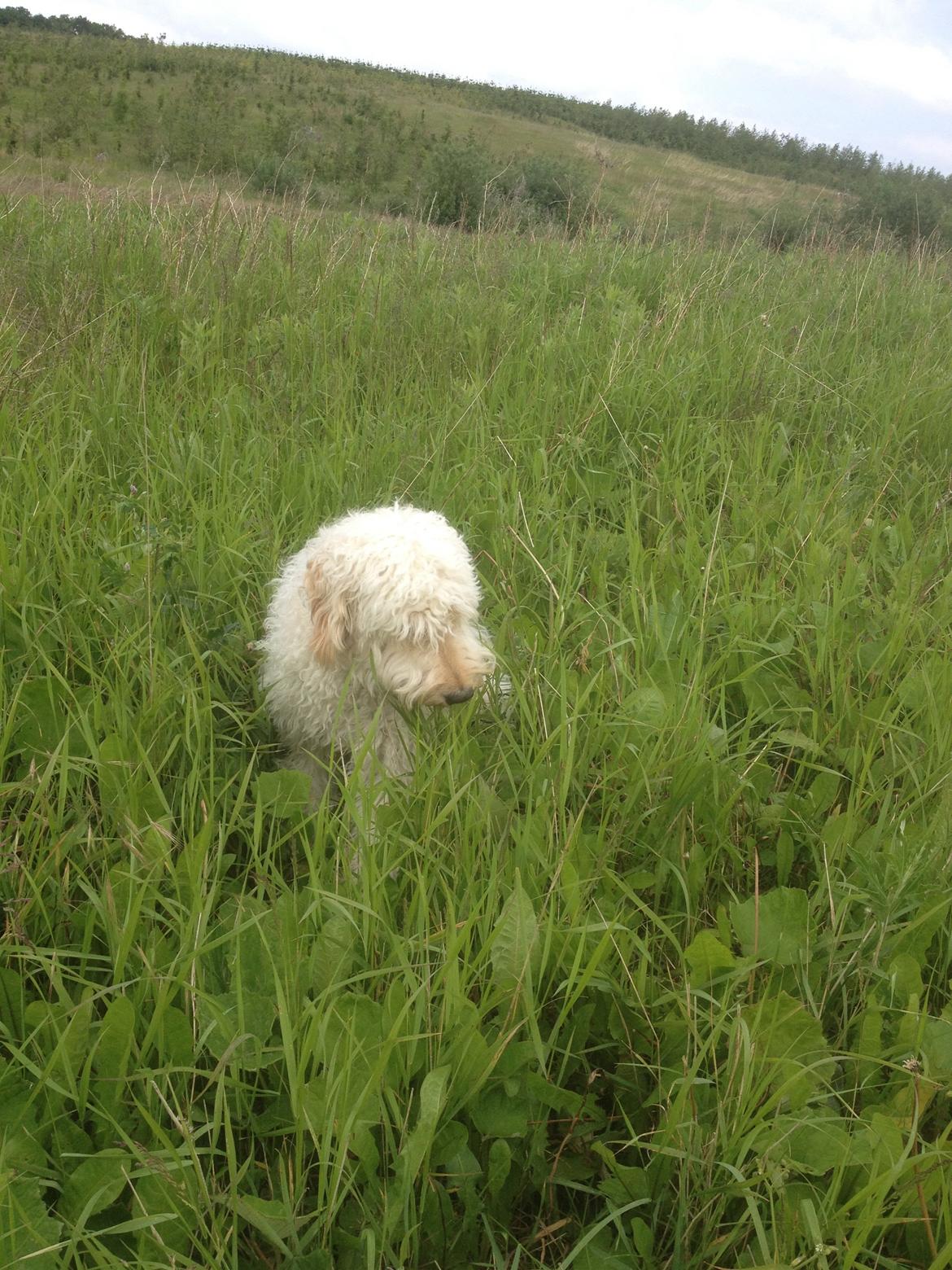 Blanding af racer *Bailey* (Goldendoodle) billede 9