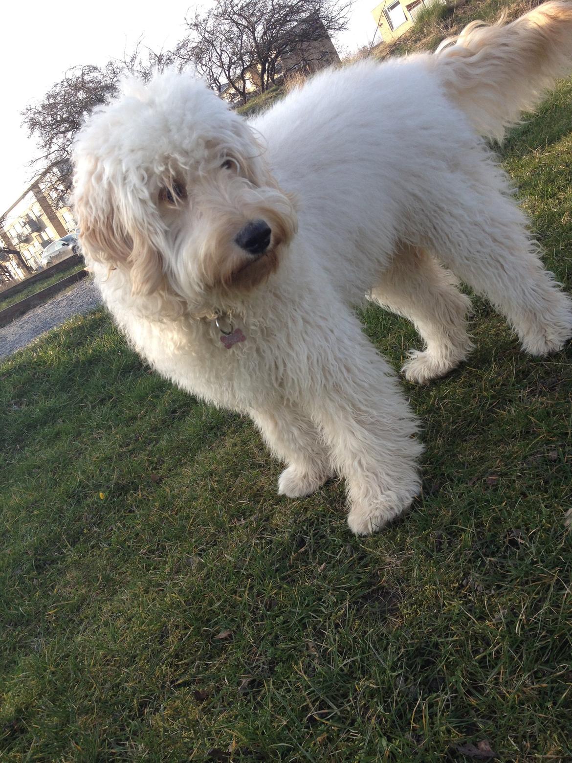 Blanding af racer *Bailey* (Goldendoodle) billede 10