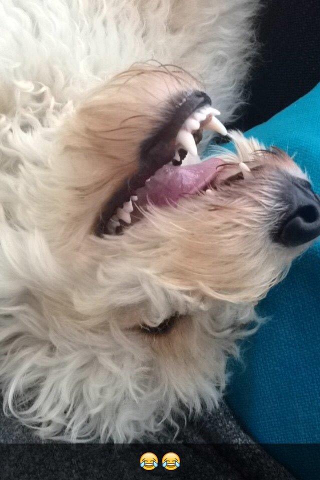 Blanding af racer *Bailey* (Goldendoodle) billede 11