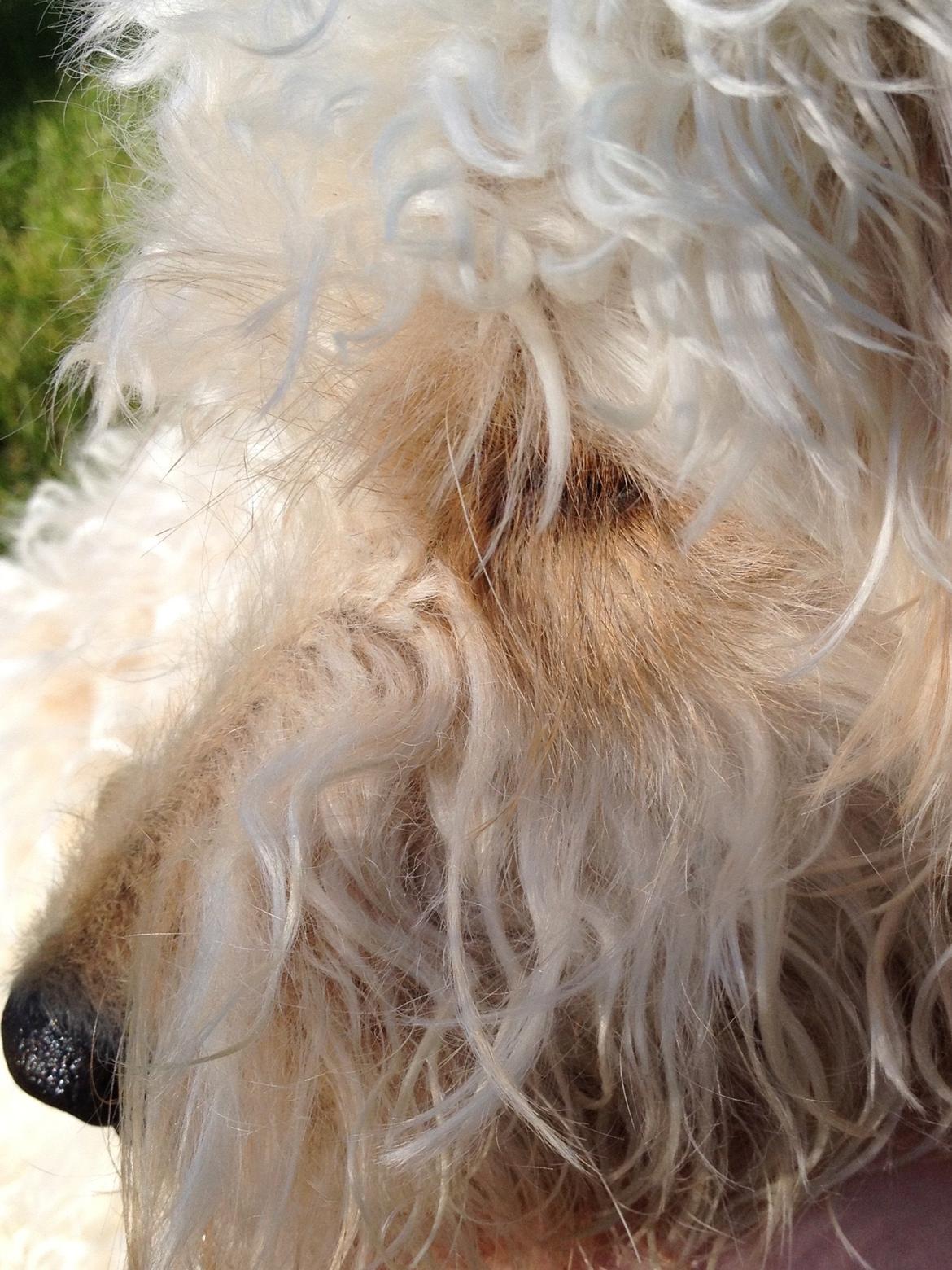 Blanding af racer *Bailey* (Goldendoodle) billede 12