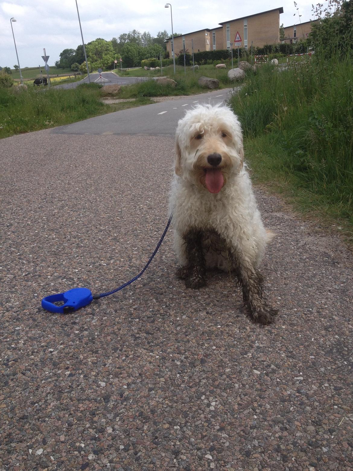 Blanding af racer *Bailey* (Goldendoodle) billede 13