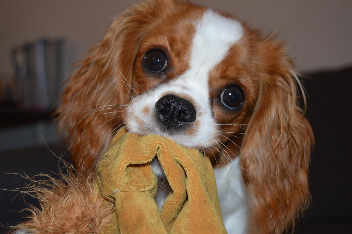 Cavalier king charles spaniel Mille <3 - Velkommen til Mille's profil <3 billede 1