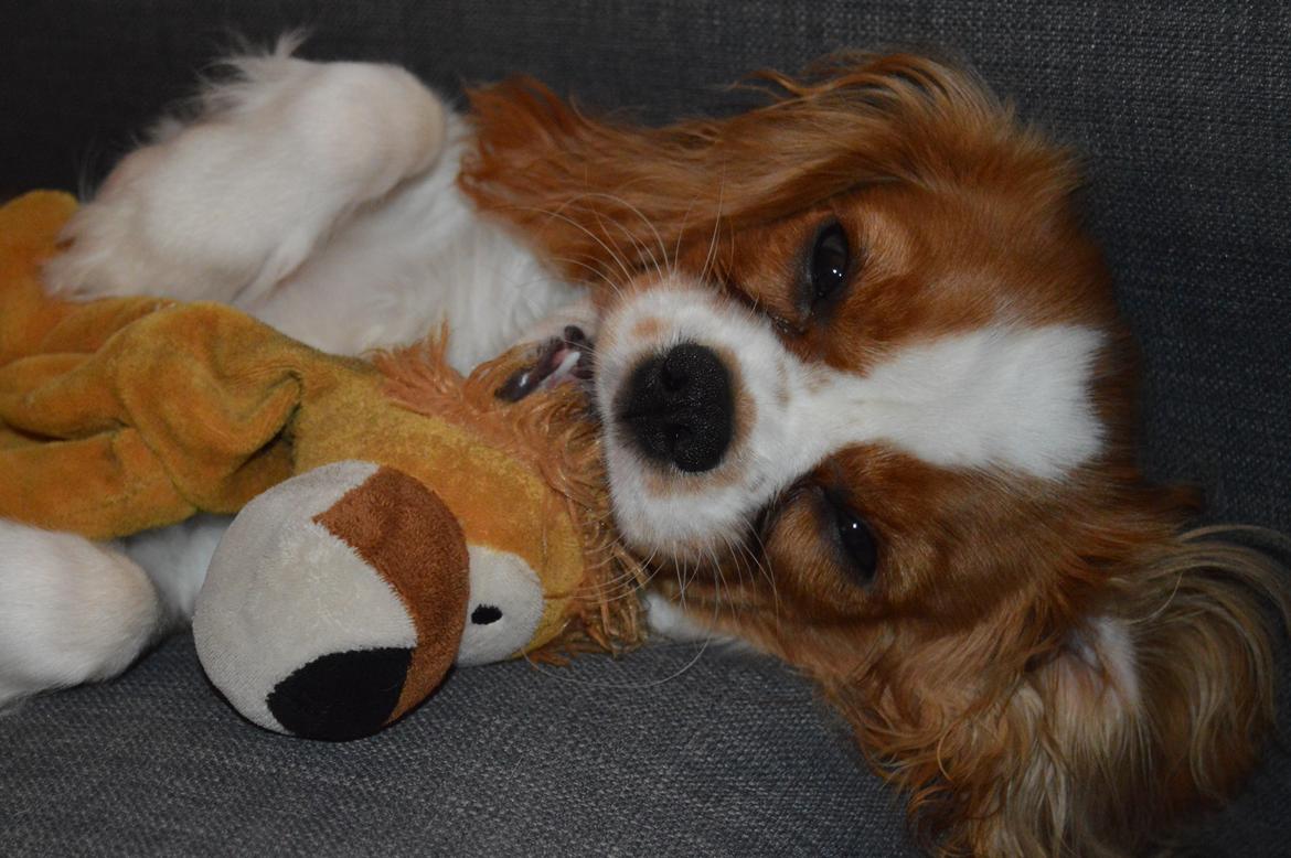 Cavalier king charles spaniel Mille <3 billede 6