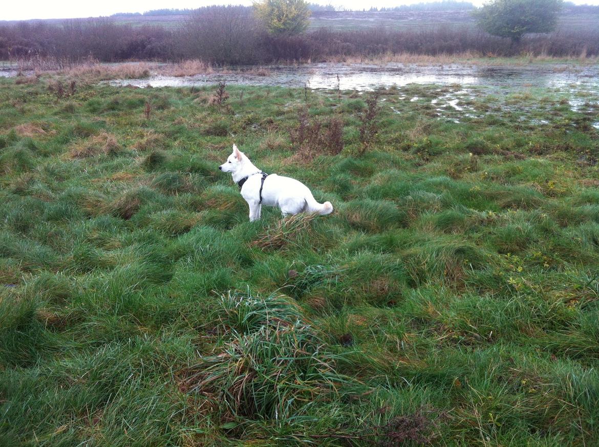 Blanding af racer Cuba, Malamute / hvid schæfer / Samojedhund - 19 uger billede 33