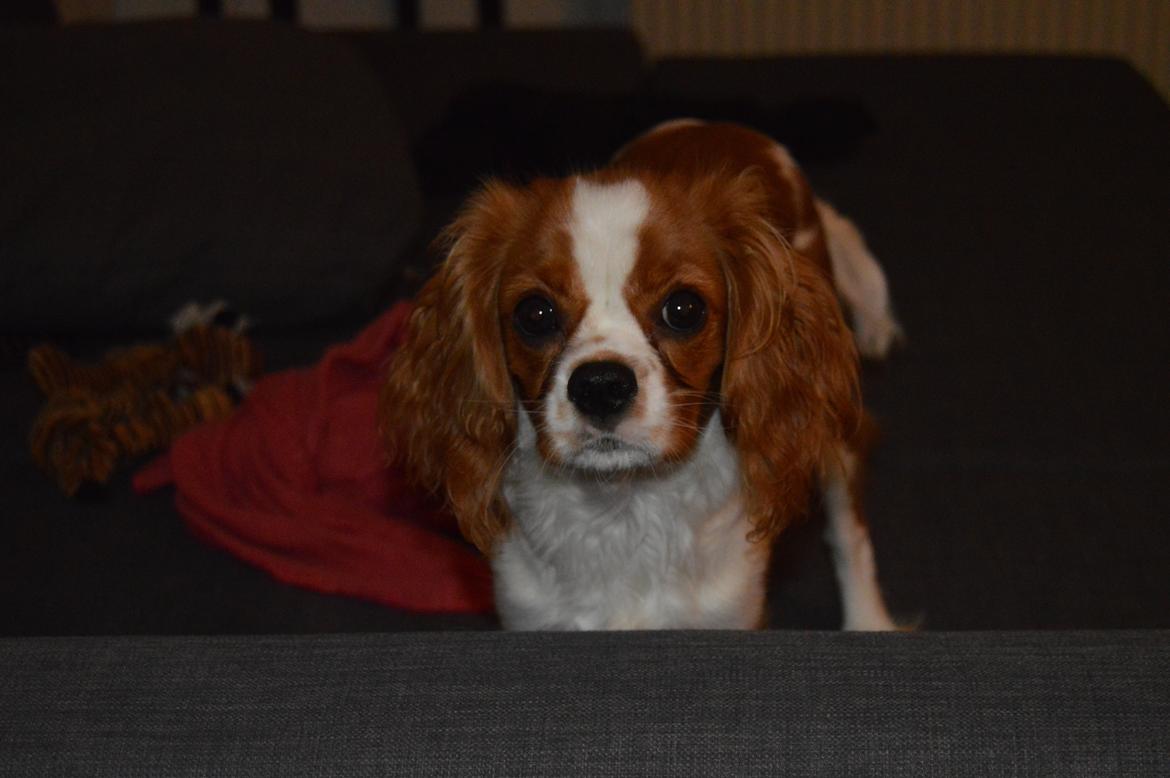 Cavalier king charles spaniel Mille <3 billede 7