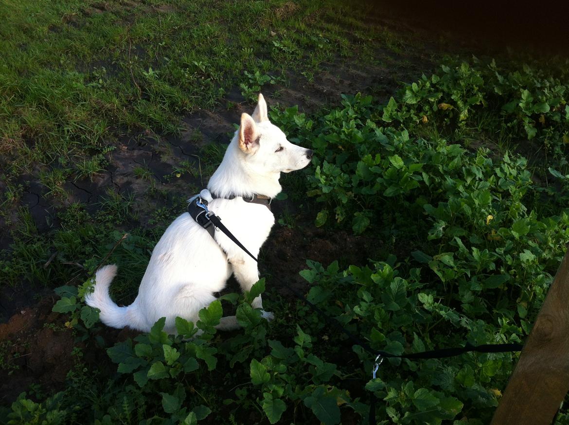 Blanding af racer Cuba, Malamute / hvid schæfer / Samojedhund - 20 uger billede 35