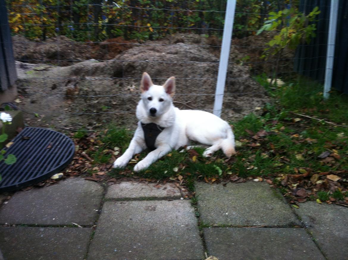Blanding af racer Cuba, Malamute / hvid schæfer / Samojedhund - 19 uger billede 34