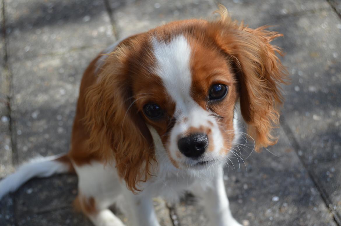 Cavalier king charles spaniel Mille <3 billede 8