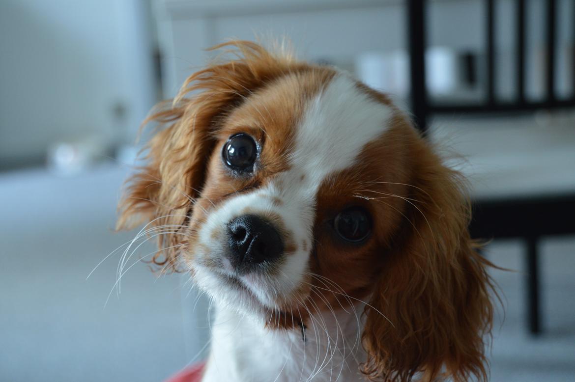 Cavalier king charles spaniel Mille <3 - Mille 15 uger <3 billede 10