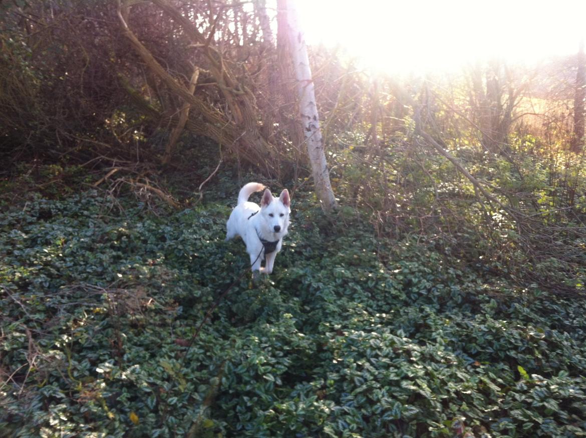 Blanding af racer Cuba, Malamute / hvid schæfer / Samojedhund - 21 uger billede 36