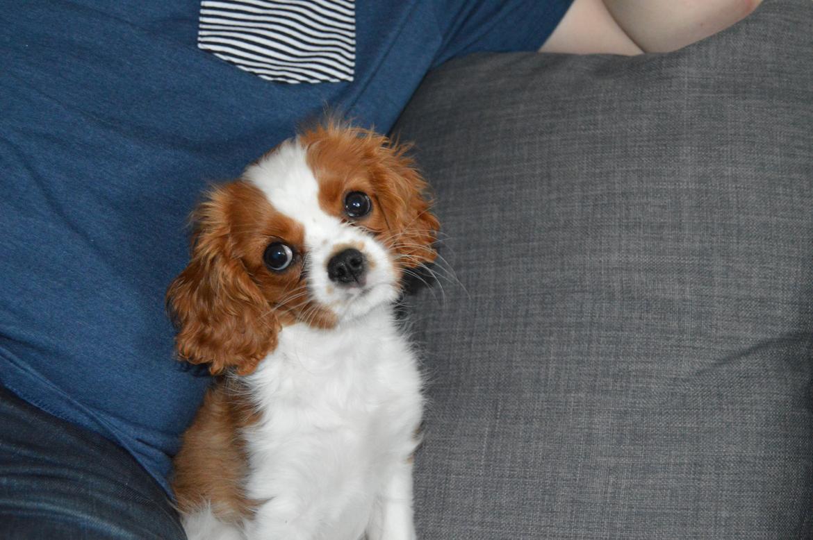 Cavalier king charles spaniel Mille <3 billede 12