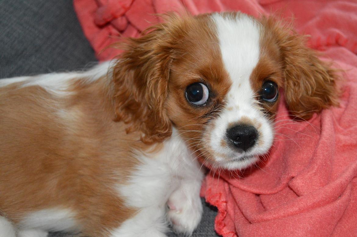 Cavalier king charles spaniel Mille <3 billede 11