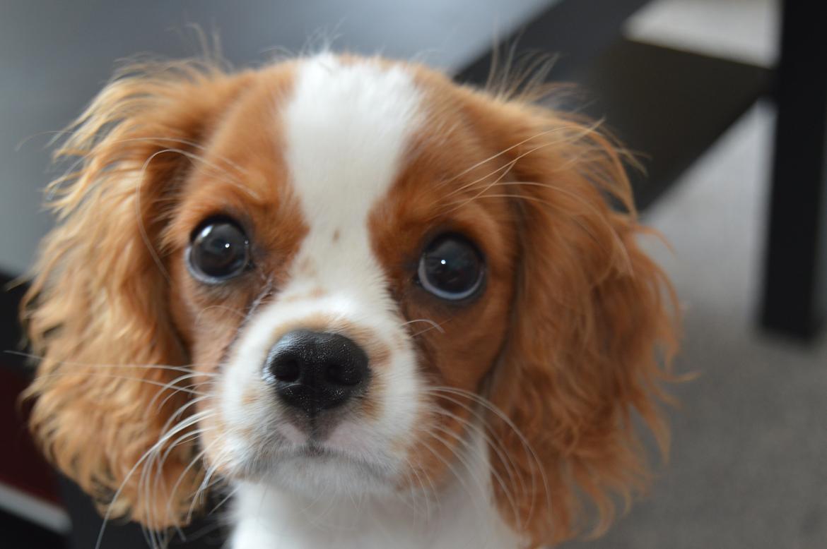 Cavalier king charles spaniel Mille <3 billede 9
