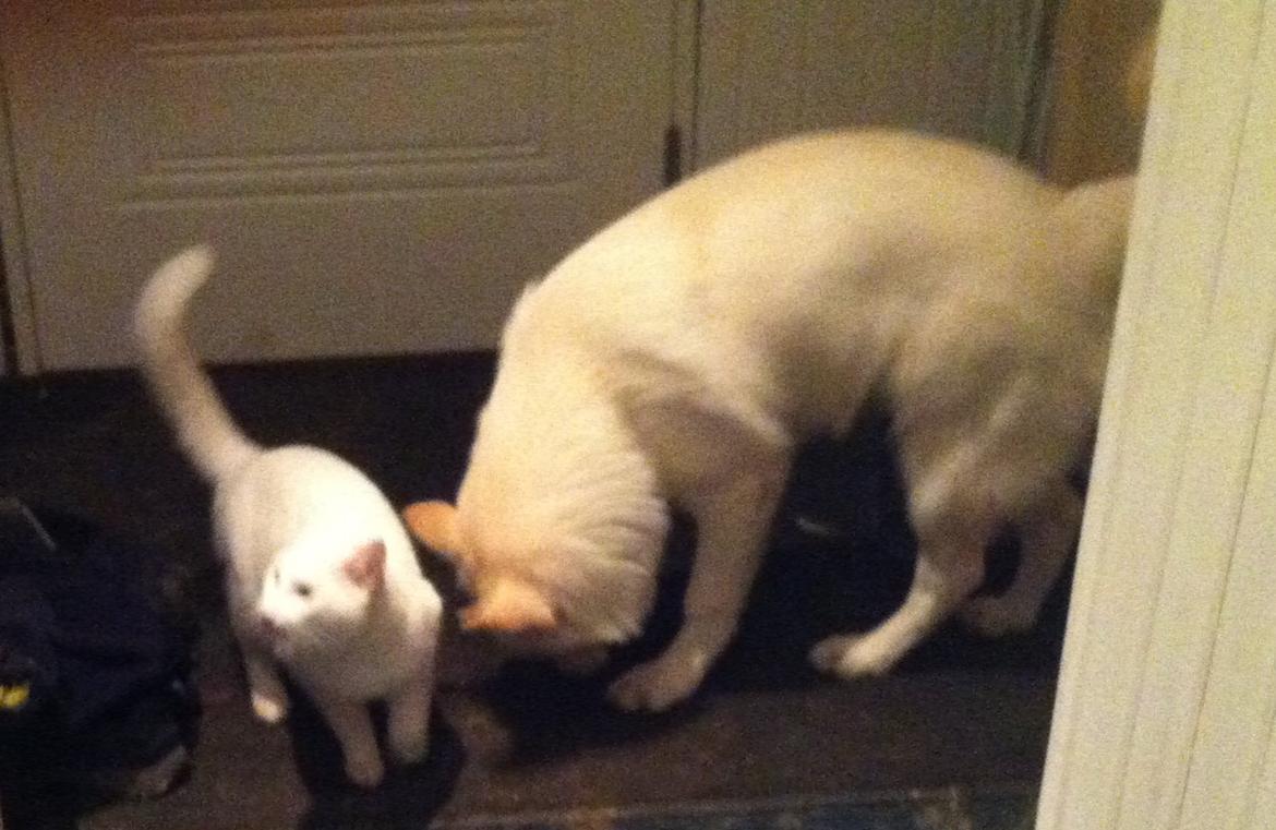 Blanding af racer Cuba, Malamute / hvid schæfer / Samojedhund - 22 uger.. med katten billede 37