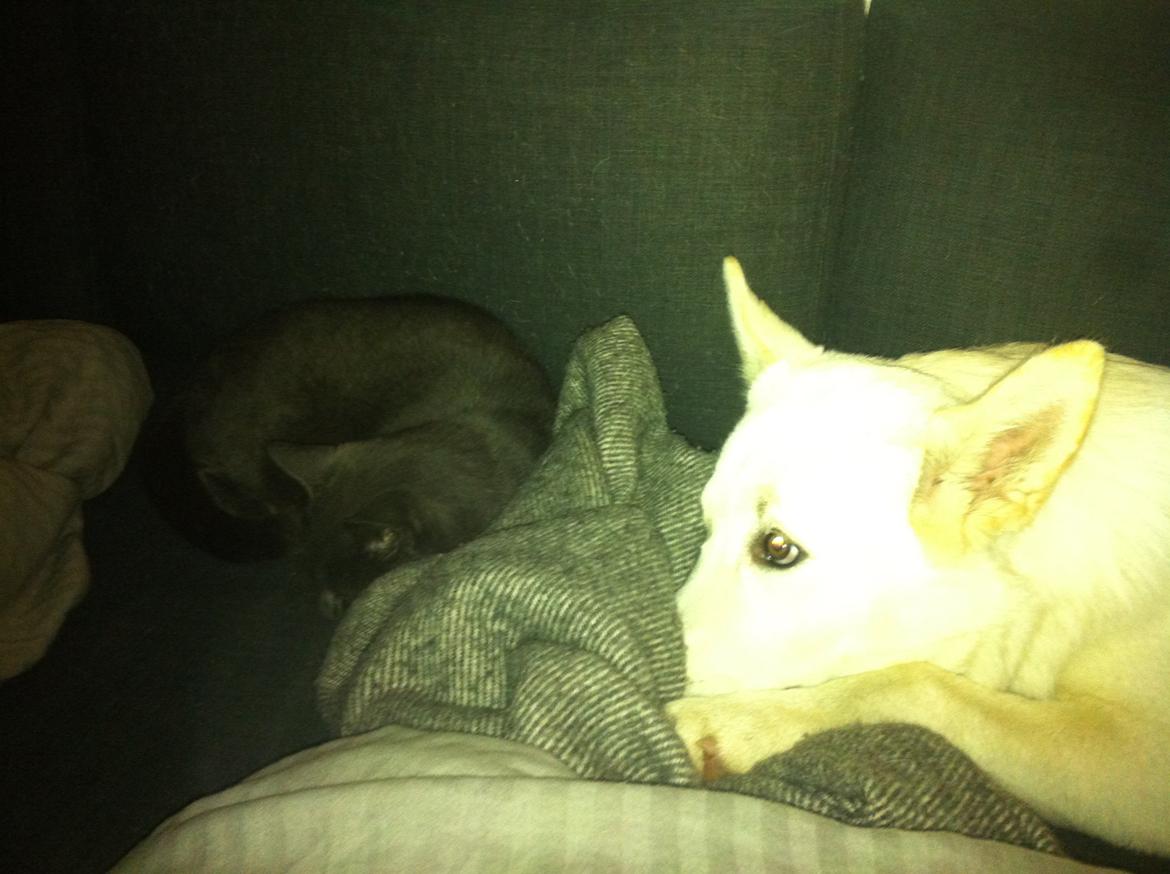 Blanding af racer Cuba, Malamute / hvid schæfer / Samojedhund - 23 uger.. gad vide om "den sure" kat vil snakke? billede 38