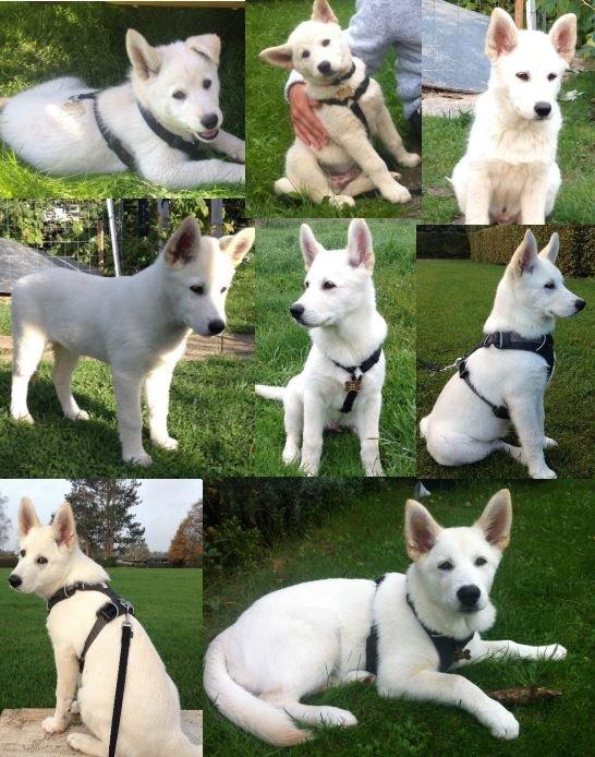 Blanding af racer Cuba, Malamute / hvid schæfer / Samojedhund billede 1