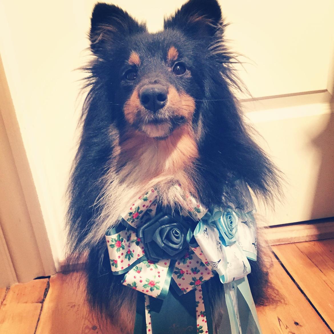 Shetland sheepdog Jessie - Uoficielle prøver i DKK trickfærdighedsprøve og Rally begynderklasse billede 23