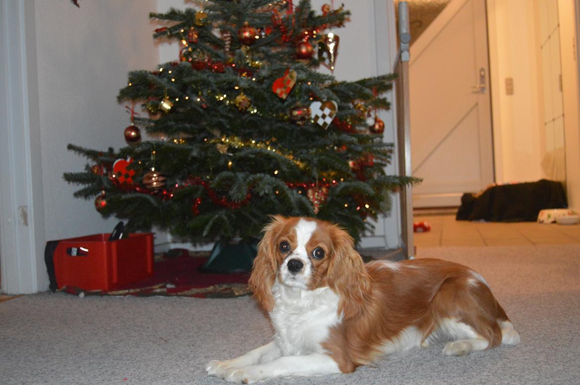 Cavalier king charles spaniel Mille <3 - Mille 8 mdr. billede 2