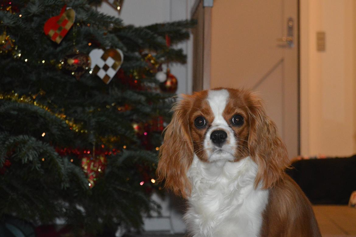 Cavalier king charles spaniel Mille <3 billede 3