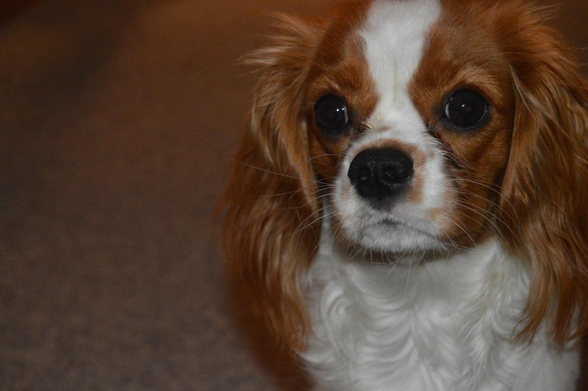 Cavalier king charles spaniel Mille <3 - Mille 8 Mdr. billede 5