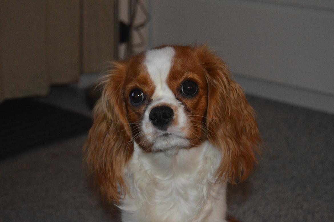Cavalier king charles spaniel Mille <3 - Mille 8 mdr. billede 4