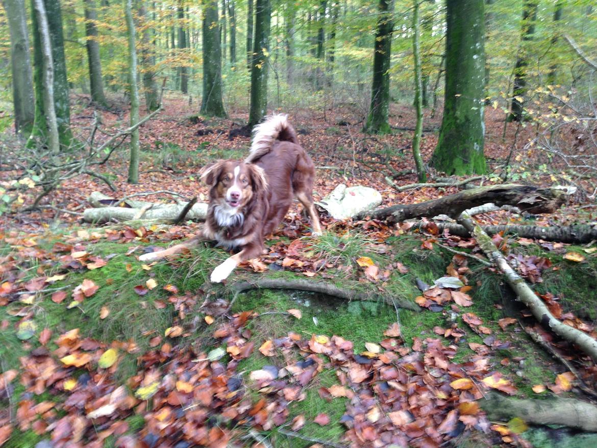 Miniature American Shepherd Bellis billede 2