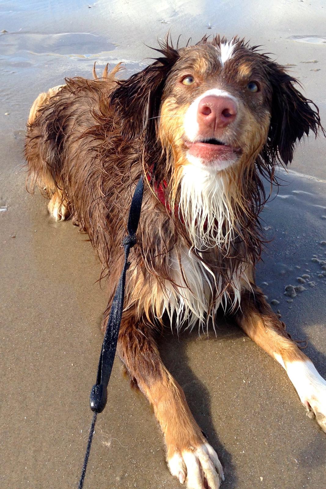 Miniature American Shepherd Bellis billede 3