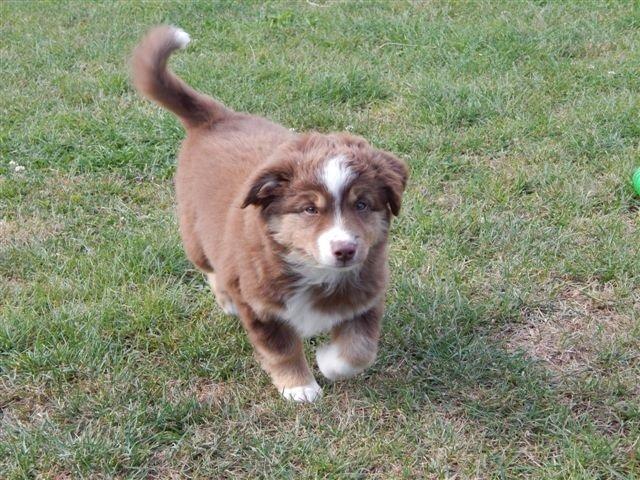 Miniature American Shepherd Bellis billede 4