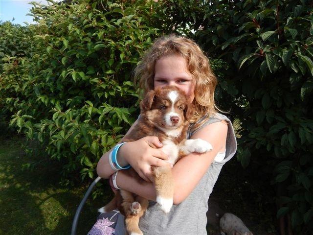 Miniature American Shepherd Bellis billede 6