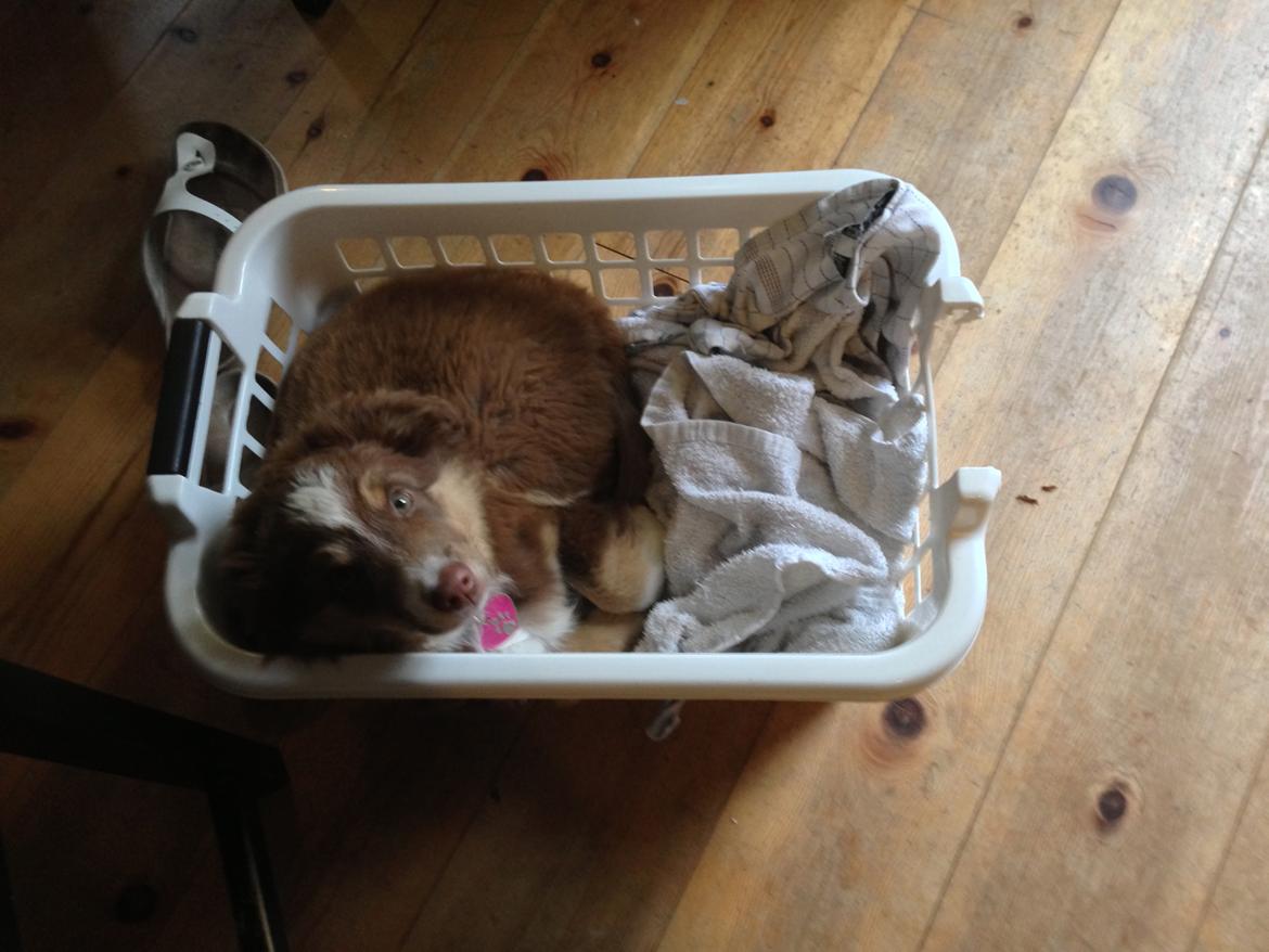 Miniature American Shepherd Bellis billede 7