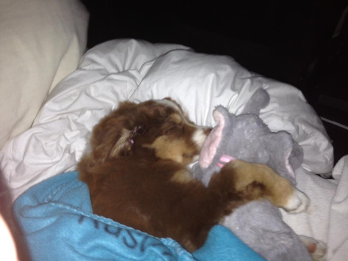 Miniature American Shepherd Bellis billede 5