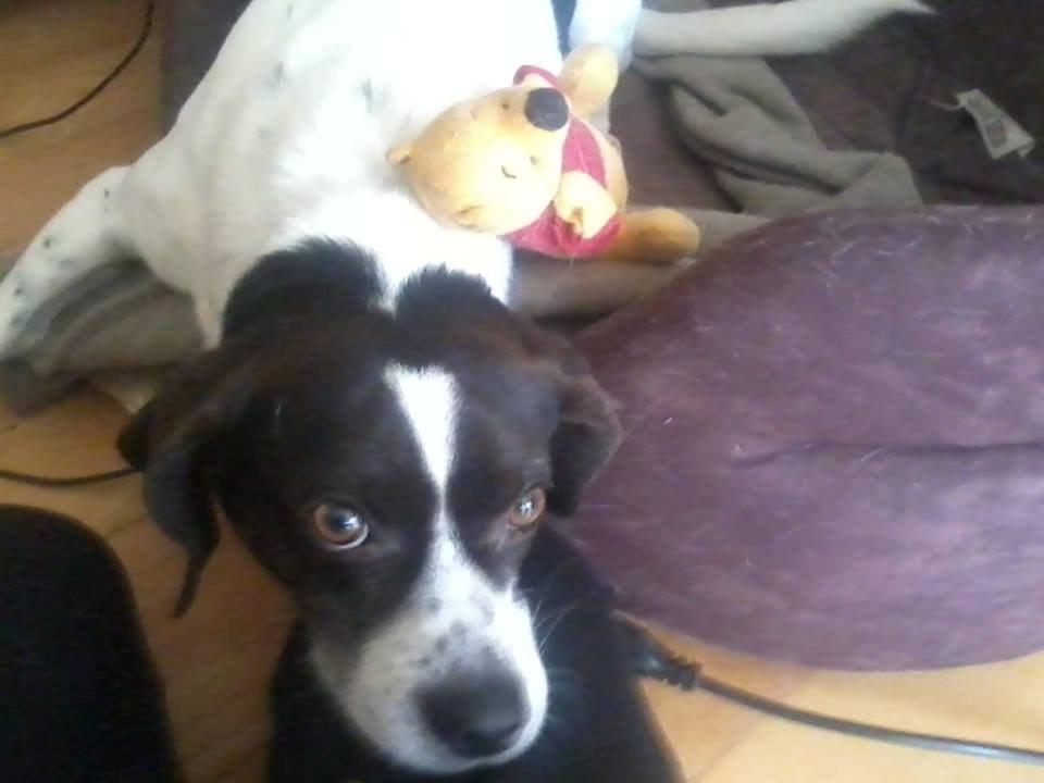 Blanding af racer Simba - Min plys bamse :D billede 1