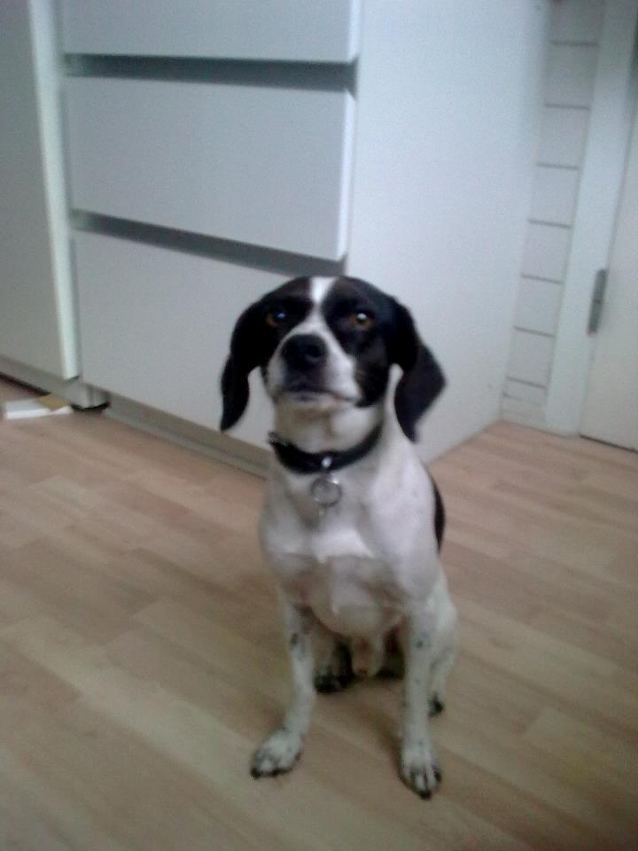 Blanding af racer Simba - ''Øhh, er jeg i tv?'' billede 2