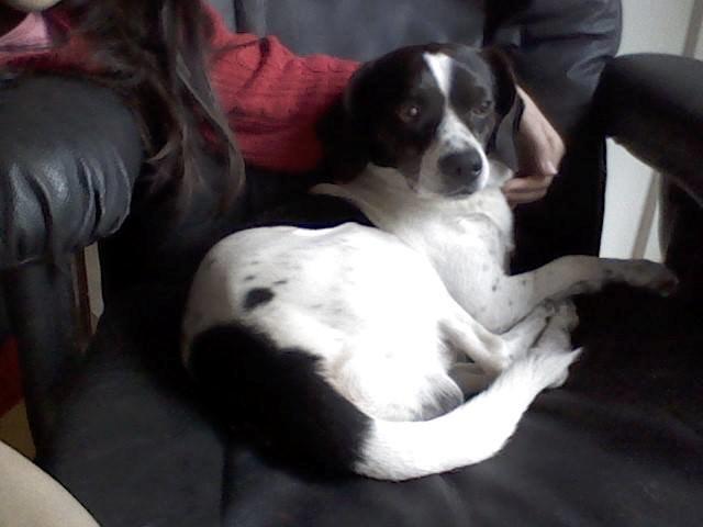 Blanding af racer Simba - ''Mmm.. dejligt med en sapper i lænestolen!'' billede 3