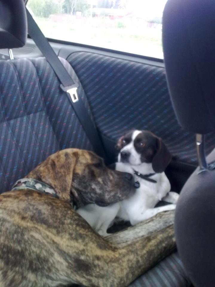 Blanding af racer Simba - ''Eheheh.. jeg føler mig lidt mast her'' billede 4