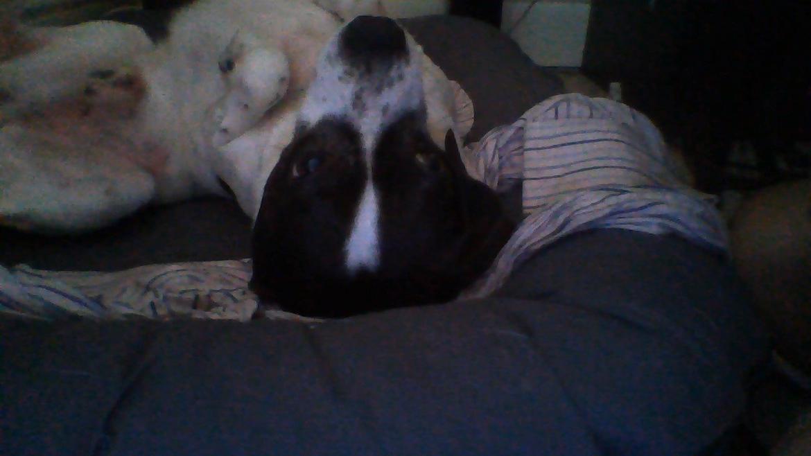 Blanding af racer Simba - ''KLØ MIG PÅ MAVEEEEN! :D'' billede 5