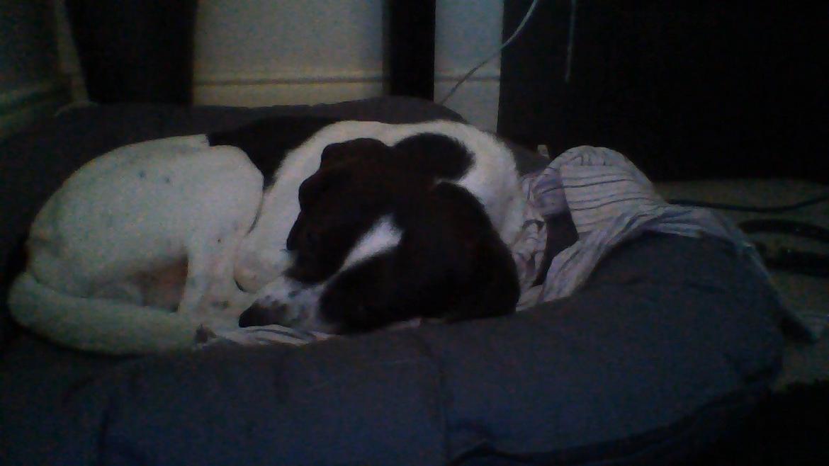 Blanding af racer Simba - ''ZzZzZzZzZz'' billede 6