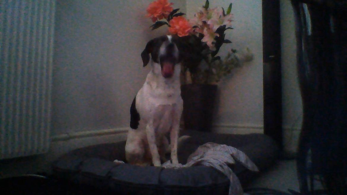 Blanding af racer Simba - ''Gaaaaab'' billede 7