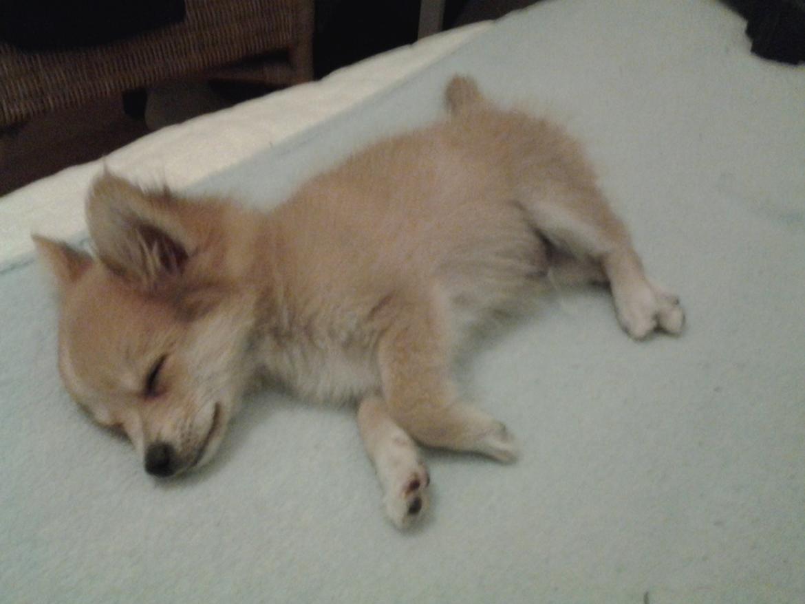 Blanding af racer Simba billede 12